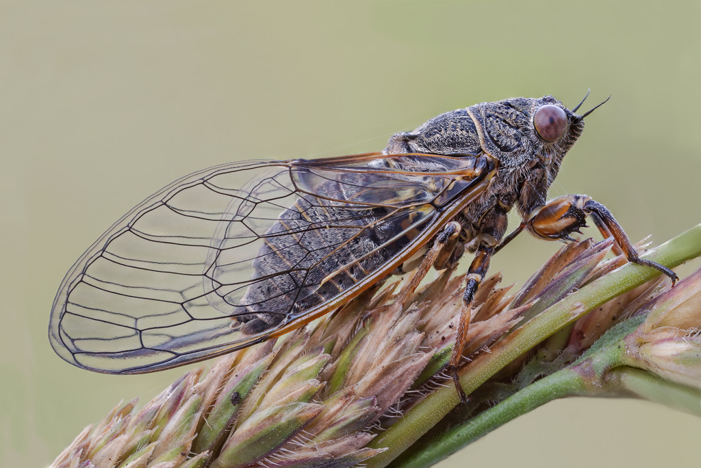 Lyristes plebejus. No. forse, Cicadetta montana